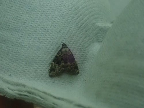 Visitation Moth photo 5