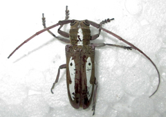 Prosopocera paykulli