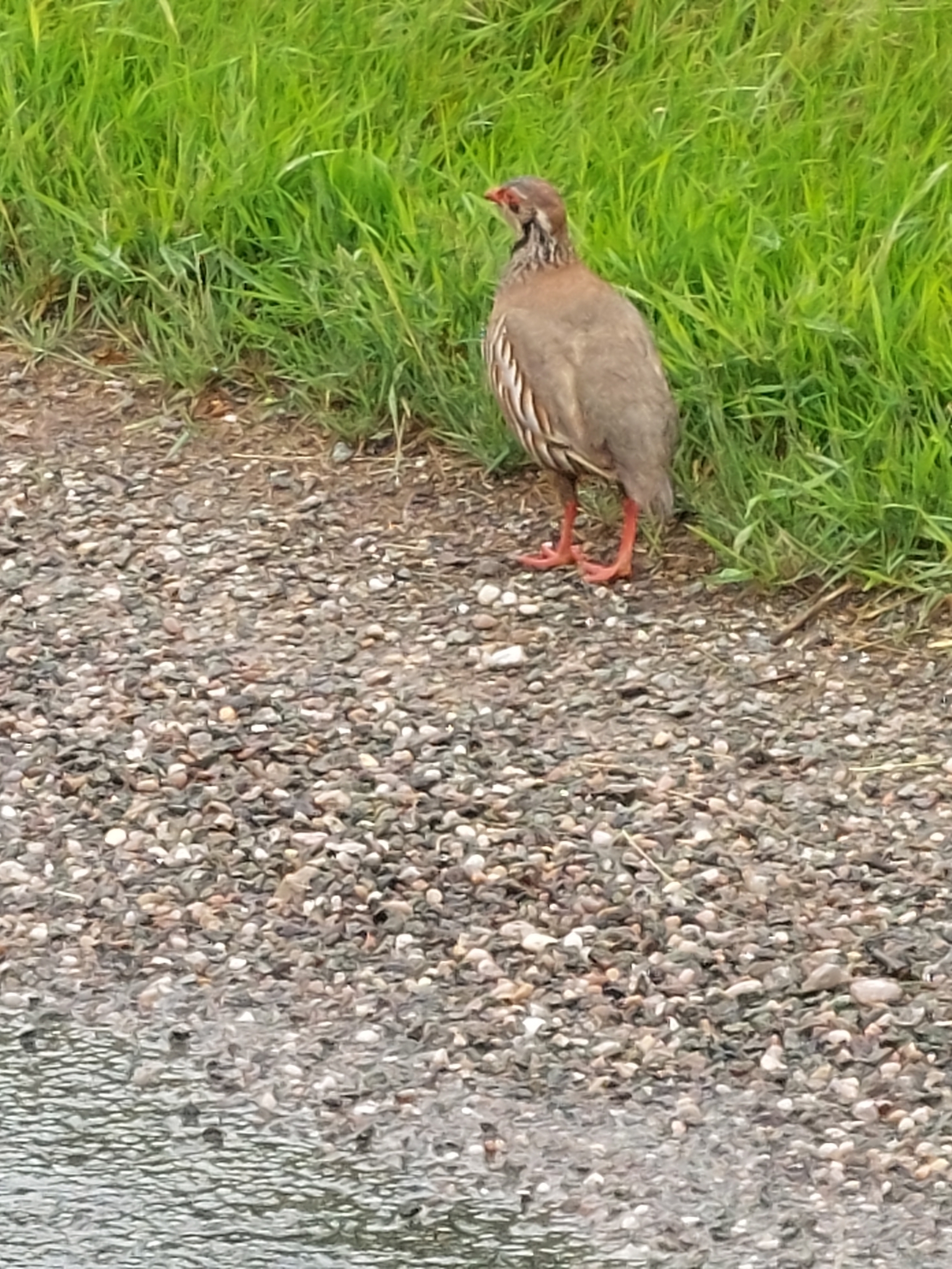 Red-legged Partridge