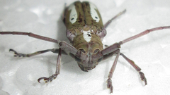 Prosopocera paykulli