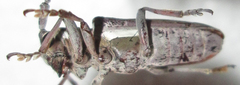 Prosopocera paykulli