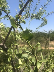 Gymnosporia glaucophylla