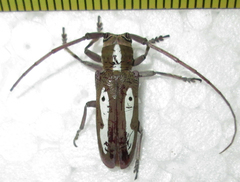Prosopocera paykulli
