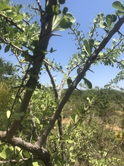 Gymnosporia glaucophylla