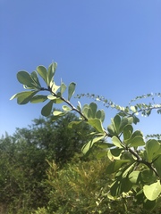 Gymnosporia glaucophylla