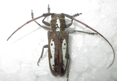 Prosopocera paykulli