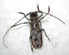 Prosopocera paykulli