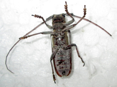 Prosopocera paykulli