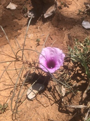 Ipomoea bolusiana