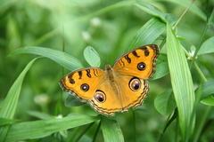 Junonia almana almana
