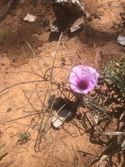 Ipomoea bolusiana
