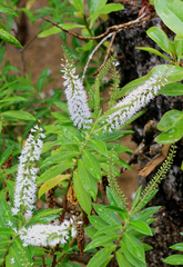Veronica stricta stricta
