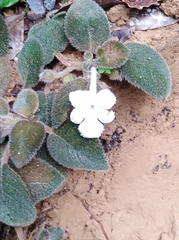 Episcia lilacina