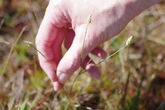 Polygala setacea