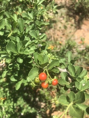 Ehretia rigida nervifolia