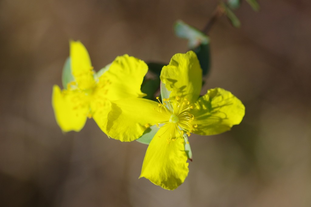 fourpetal St. Johnswort
