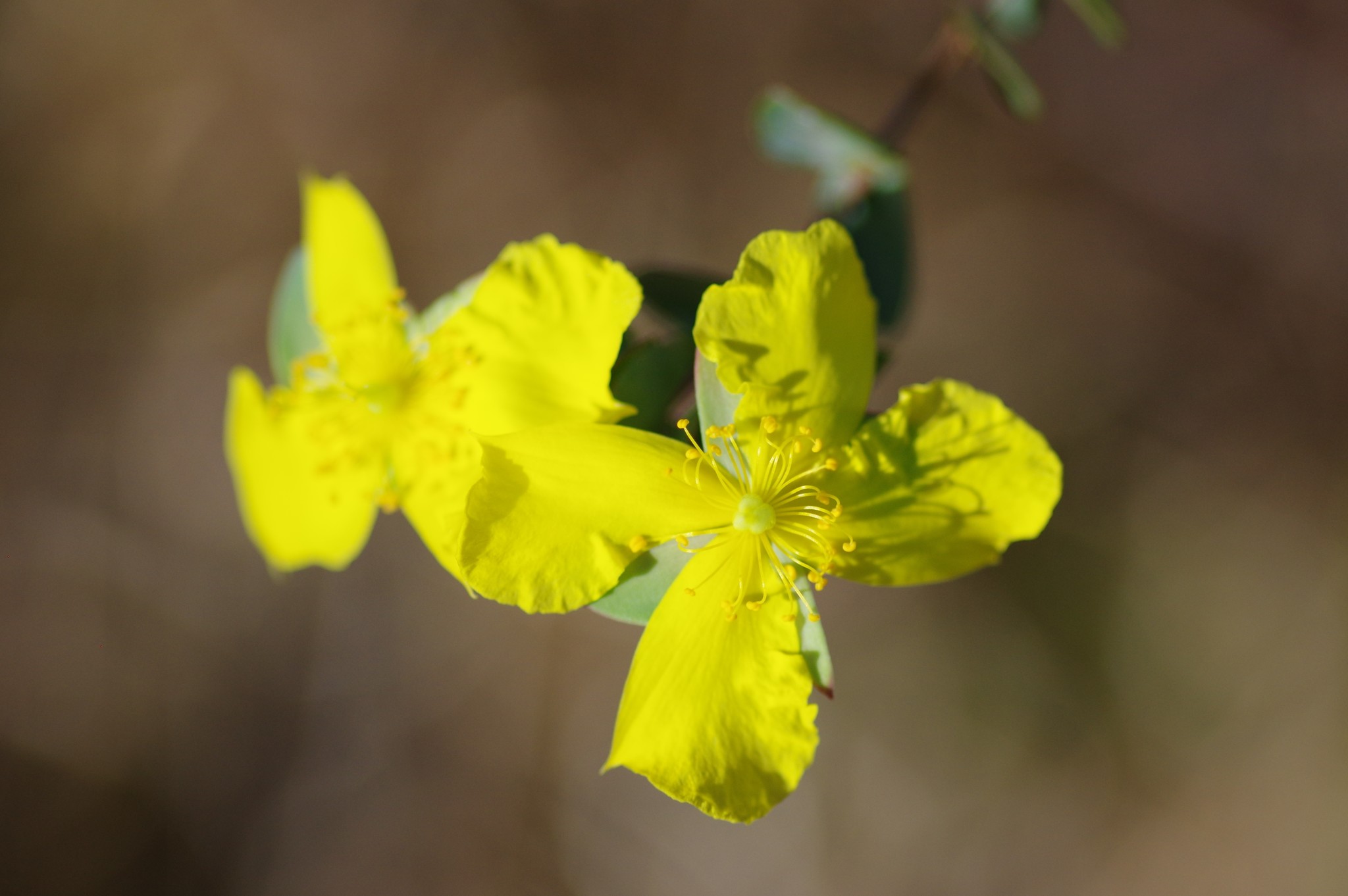 Hypericum tetrapetalum