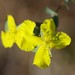Fourpetal St. Johnswort - Photo (c) Peter and Kim Connolly, some rights reserved (CC BY-NC), uploaded by Peter and Kim Connolly