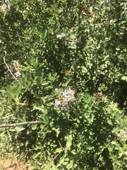 Ehretia rigida nervifolia