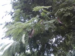 Anadenanthera colubrina cebil