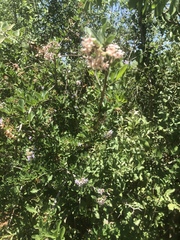 Ehretia rigida nervifolia