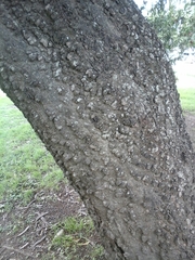 Anadenanthera colubrina cebil