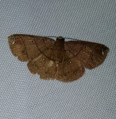 Thysanopyga amarantha