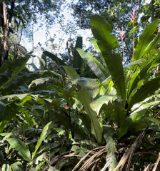 Heliconia osaensis image
