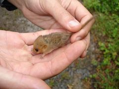 Muscardinus avellanarius