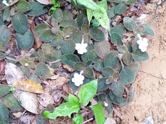 Episcia lilacina