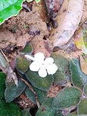 Episcia lilacina