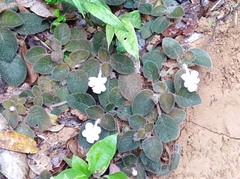 Episcia lilacina