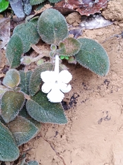 Episcia lilacina