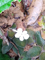 Episcia lilacina