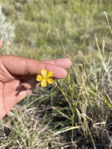 Stiffstem flax (Linum rigidum)