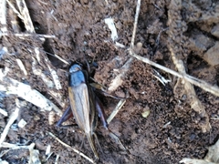 Teleogryllus oceanicus