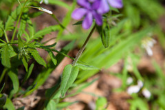 Phlox divaricata laphamii
