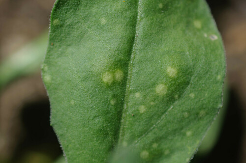 Representative image of Entyloma calendulae