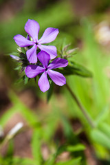 Phlox divaricata laphamii