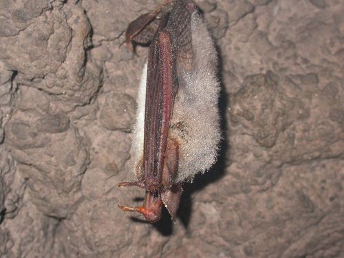 Myotis myotis