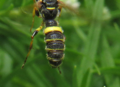 Cerceris clypeata