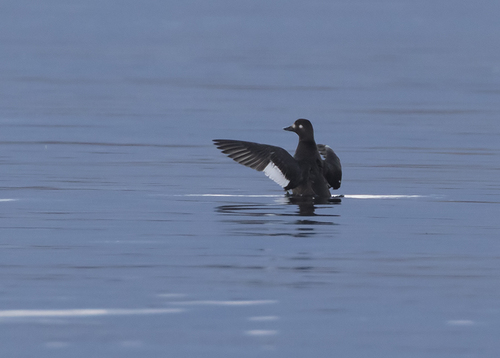 Velvet Scoter