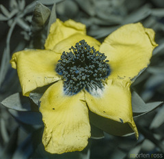 Hypericum balfourii image