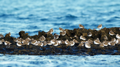 Charadrius alexandrinus