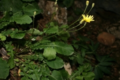 Crepis fraasii