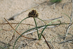 Cyperus capitatus