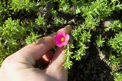 Oxalis hirta