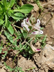 Corydalis verticillaris