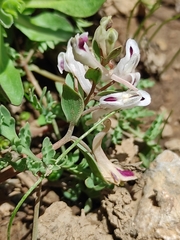 Corydalis verticillaris, photograph Dmitry Lyskov, CC0, iNaturalist via GBIF