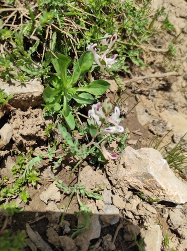 Corydalis verticillaris, photograph 2